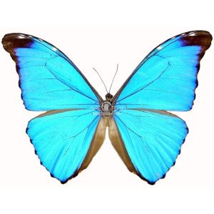 MORPHO ABSOLONI 